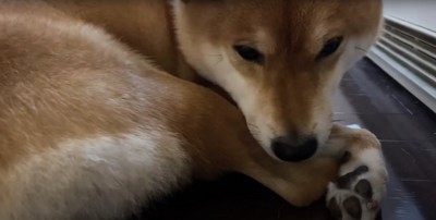 丸くなっている柴犬のアップ