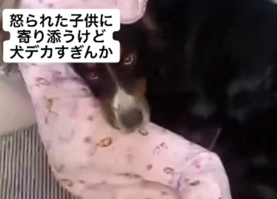 見つめる超大型犬