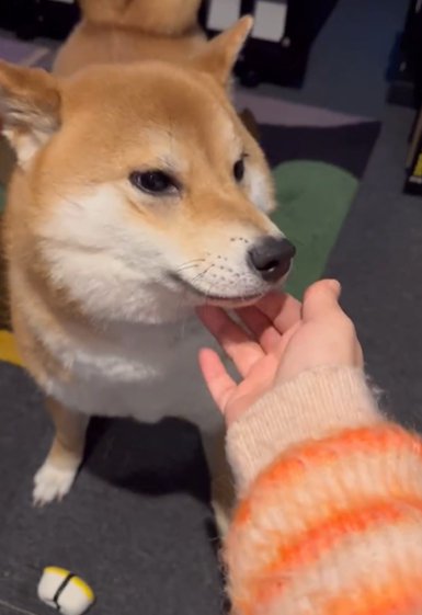 アゴ下を撫でられる柴犬%日ぶりでも塩対応なはらみちゃん