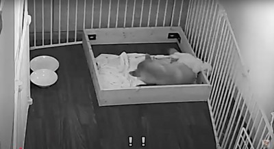 柵の隙間に頭を入れる赤ちゃん犬