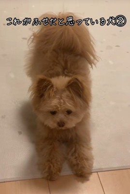 ハッピーちゃんの伏せ6