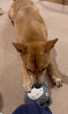 膝の前におもちゃを咥える犬