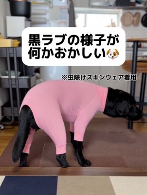 スキンウェアを着用した犬