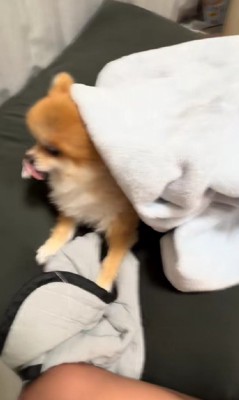 おしゃぶりを咥えてる…!