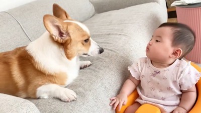 見つめあう犬と赤ちゃん