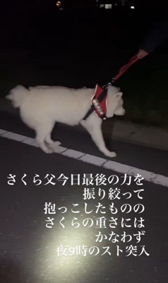 さくらちゃんの帰宅拒否7