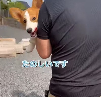 泥棒に連れていかれる犬