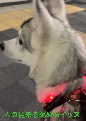 人の往来にも興味津々♪