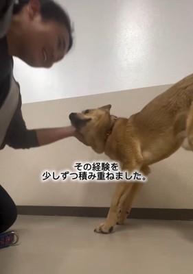 首輪を着けたあい君