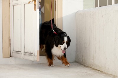 散歩に出かける犬
