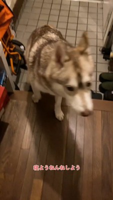 犬に「寝よう」と声をかけるママ