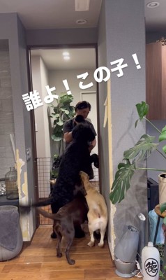 子犬を抱っこした飼い主の近くにいる3匹の犬「誰よ!この子!」