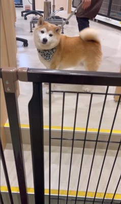 サロンに預けられる豆助座衛門くん7