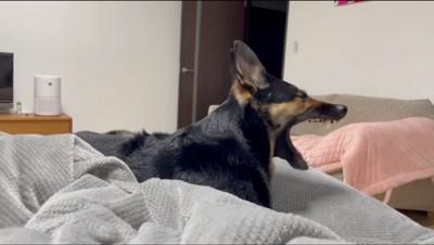 ベッドの上であくびをする犬