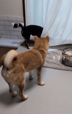 カーテンに引っかかったあずきちゃん