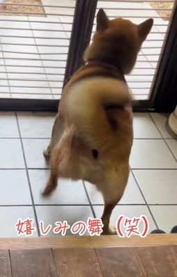足ダンスをするごんちゃん