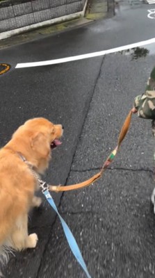 2本のリードが繋がれた犬