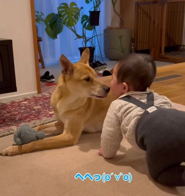 赤ちゃんの方を向いている犬