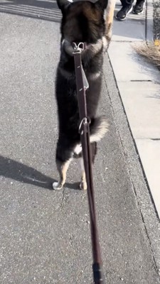 二足歩行で立つ黒柴