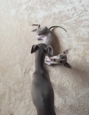 体をくねらせている細長い犬のそばにやってきた兄犬