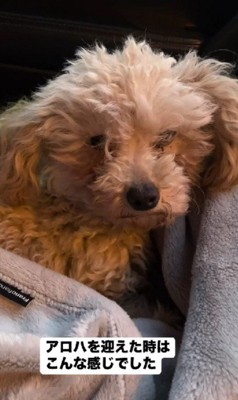 出会ったばかりのアロハちゃん