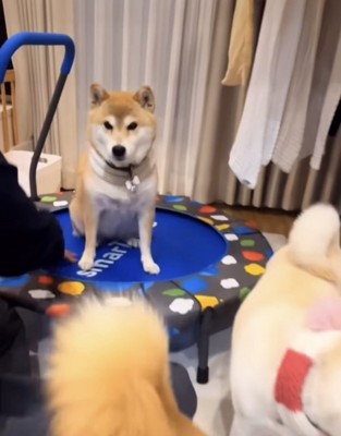 トランポリンに乗る犬1