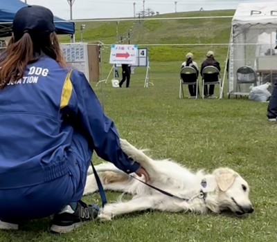 寝転びながら芝生を見つめる犬