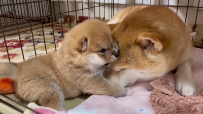 どんな成犬になるかな？