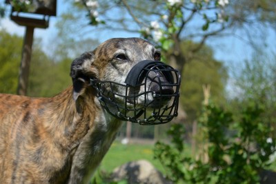 マズルガードを着けた犬が不安そうに見えるイメージ
