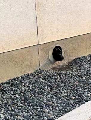 カラバリがあるみたい…♪