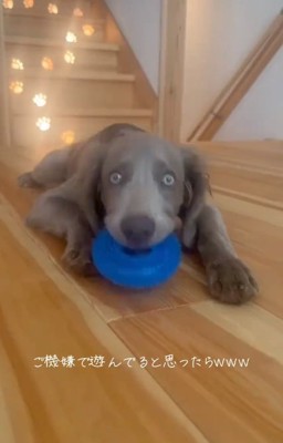 おもちゃで遊ぶレアちゃん1