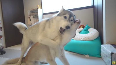 ワンプロが始まっちゃった！！