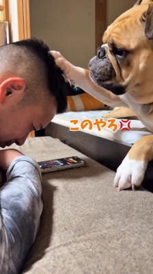 スマホを見ている男性の頭に前足を乗せる犬