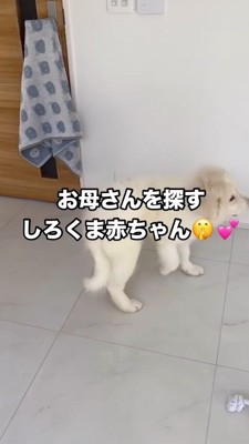 部屋の中を歩く子犬