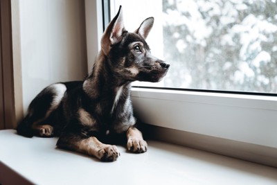 窓の外を見る犬