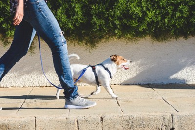 歩道を歩く犬