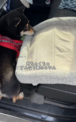 車に乗り込む柴犬