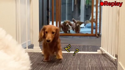 大型犬のぬいぐるみを見た三つ子ちゃん3