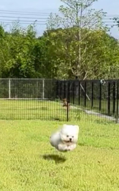 ジャンプがお得意♪