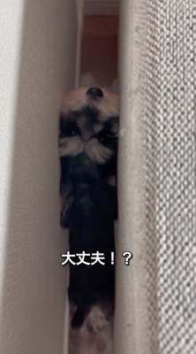 ソファと壁に挟まれている犬を見て優しく笑う飼い主