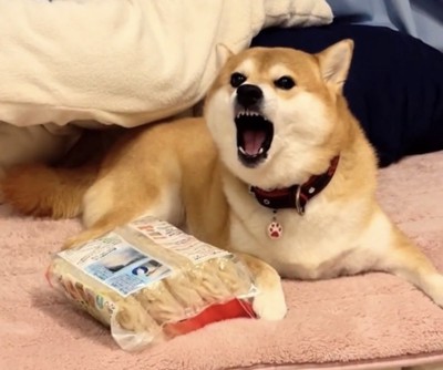 口を開けて警戒する犬