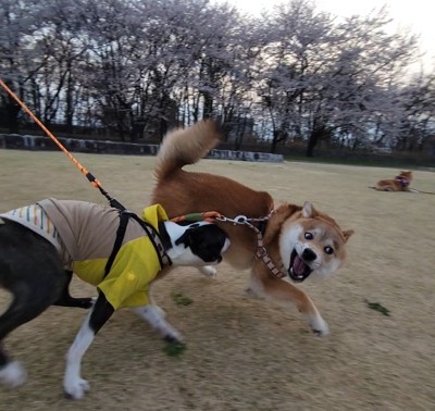 大はしゃぎ
