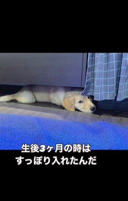 テーブルの下に入りたいシンバくん3