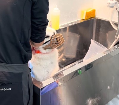 シャンプー台の中で体を拭かれる犬