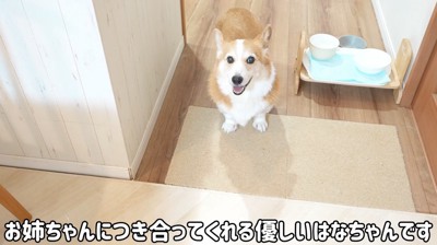 笑顔でカメラを見上げる犬