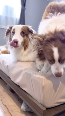 自分の口元を舐める犬と、ベッドから立ち上がる犬