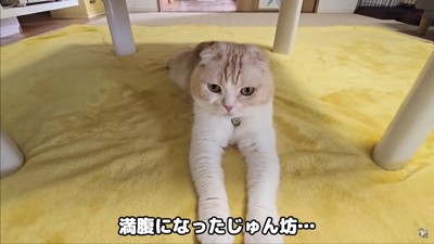 落ち着かないじゅんちゃん