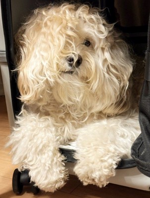 藤井風さんそっくり!!