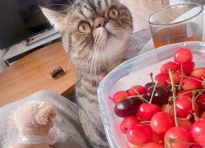 猫ちゃんも可愛すぎる♡