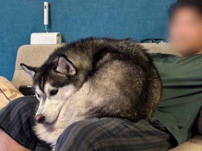 まるで大きな猫のよう!